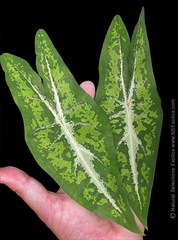 كالاديوم پیکتوراتوم